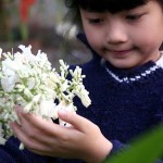 Hoa phượng trắng độc đáo ở Đà Lạt
