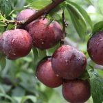 Đặc sản mận tam hoa Sapa